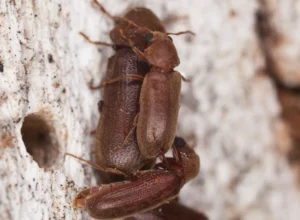 close-up-woodborers-capon-bridge-wv
