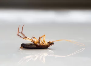 dead-cockroach-on-the-floor-capon-bridge-wv