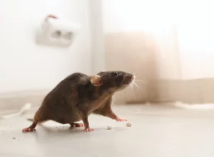 rodent-inside-the-residential-house-capon-bridge-wv