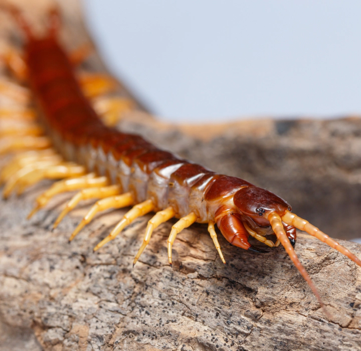 centipedes