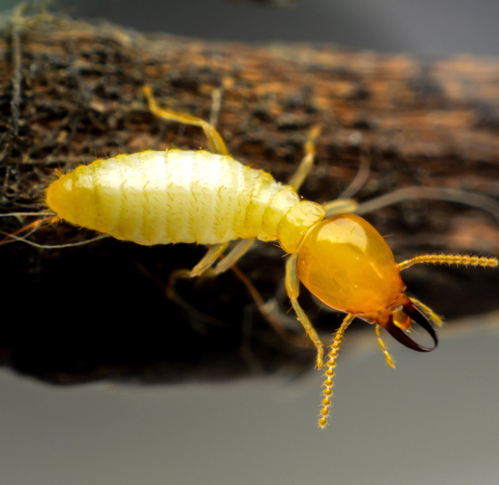 termites