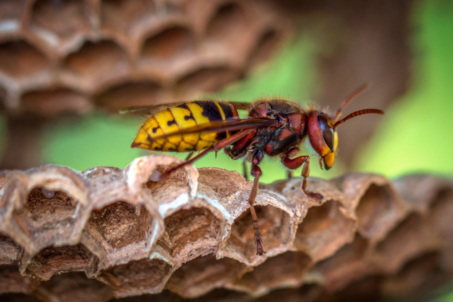 yellow jacket img1 yellow jacket img1
