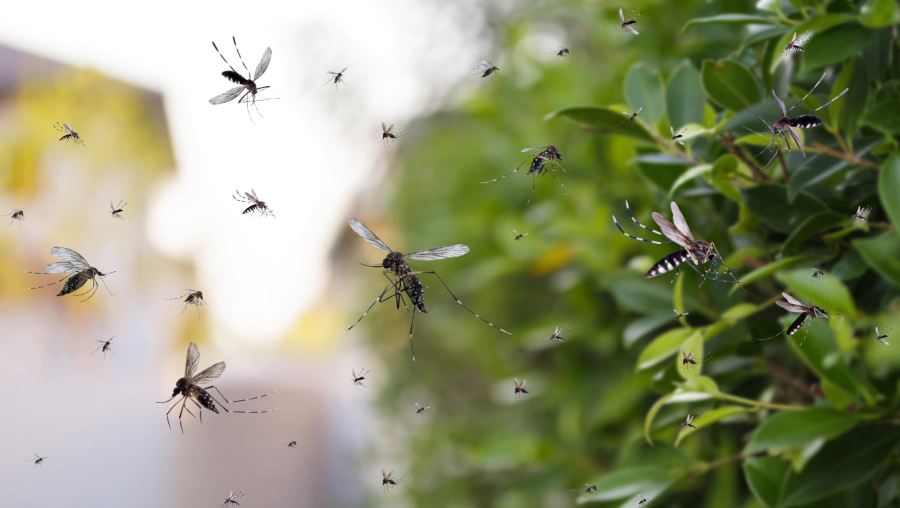 service mosquito treatment work service mosquito treatment work