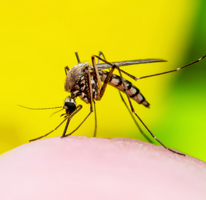 tab mosquitoes control