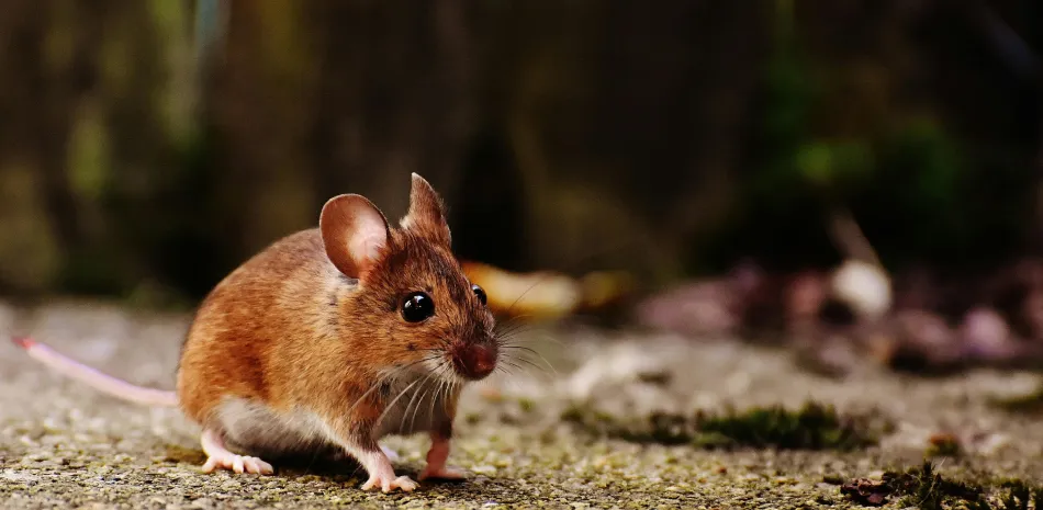 Mice Mice