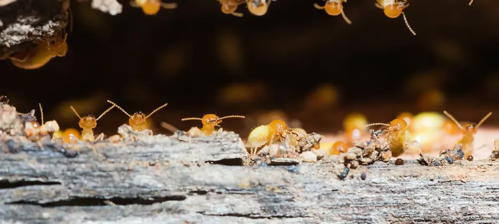 Protect Your Property from Wood Destroying Pests